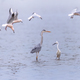 Birds fishing in Ebro Delta - PhotoDune Item for Sale
