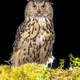 Eurasian eagle owl at night - PhotoDune Item for Sale