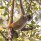 Geoffroys spider monkey hanging in tree - PhotoDune Item for Sale