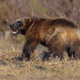 Wolverine walking in nature of Finland - PhotoDune Item for Sale