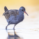 Water Rail Foraging in Sunset Reflection - PhotoDune Item for Sale