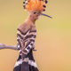 Two Eurasian hoopoe perched on branch with crest - PhotoDune Item for Sale