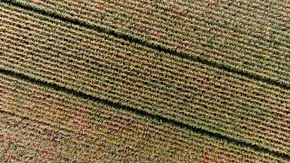 Agricultural industry concept: aerial footage of a corn field. Full stationary drone rotation.