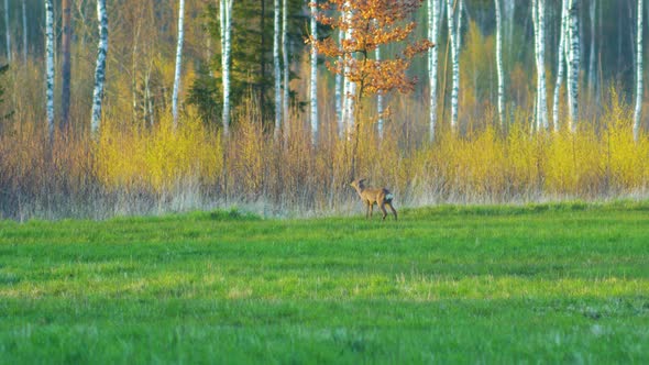 Wild European female roe deer (Capreolus capreolus) eating in a green meadow, sunny spring evening, alt