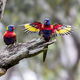 Lorikeets in breeing season perched on a branch - PhotoDune Item for Sale