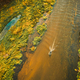 Aerial view of forest woods, marsh bog and river in sunny autumn landscape. Bird&#39;s eye view. Top - PhotoDune Item for Sale