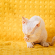 Happy Funny Small Little White Devon Rex Kitten Kitty Washing Paws On Yellow Plaid Background. Short - PhotoDune Item for Sale