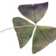 Oxalis flower. Dried leaf. - PhotoDune Item for Sale