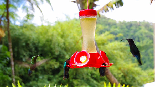 Humming-Bird On Caribbean Island. alt