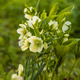 Helleborus orientalis Pretty Ellen White in garden - PhotoDune Item for Sale