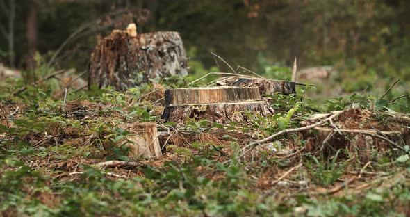 Cutted Pine Trees