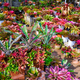 Focus at Queen of the Aechmea and mini Neo. Donger bromeliad with many bromeliad plant in plant shop - PhotoDune Item for Sale