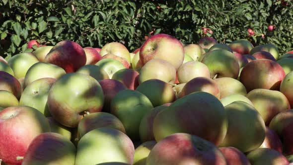 Apple Harvest Season Is in Full Swing