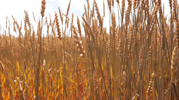 Agricultural Field with Gold Dry Wheat Harvest