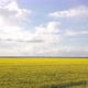 Yellow Field Of Rapeseed From A Great Height, In Spring - VideoHive Item for Sale