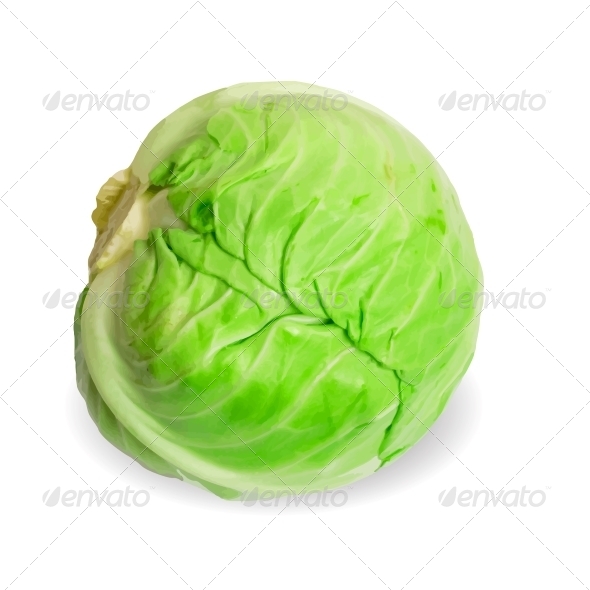 Fresh Cabbage - Food Objects