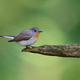 Red-breasted flycatcher (Ficedula parva) - PhotoDune Item for Sale