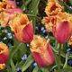 Beautiful unique, red and orange tulips in a bed of small blue flowers at Butchart Gardens, Victoria - PhotoDune Item for Sale