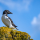 Low angle shot of a Razorbill bird perched on a rock under a cloudy sky - PhotoDune Item for Sale