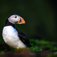 Selective focus shot of a stunning puffin against a lush backdrop - PhotoDune Item for Sale
