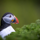 Selective focus shot of a stunning puffin against a lush backdrop - PhotoDune Item for Sale