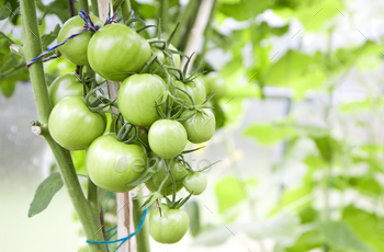 Bunch%20of%20green%20unripe%20tomatoes%20hanging%20in%20a%20greenhouse