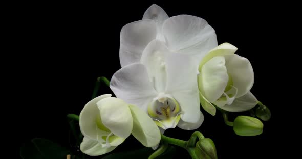 Time-lapse of Opening Orchid  on Black Background alt