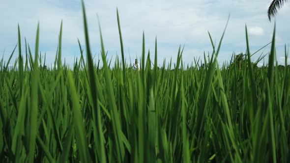Family couple. Man and his pregnant wife hugging and walking in rice fields romantic love story Bali alt