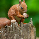 Red squirrel standing on tree stump with nuts - PhotoDune Item for Sale