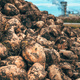 Pile of harvested sugar beet root crops and processing plant in background - PhotoDune Item for Sale