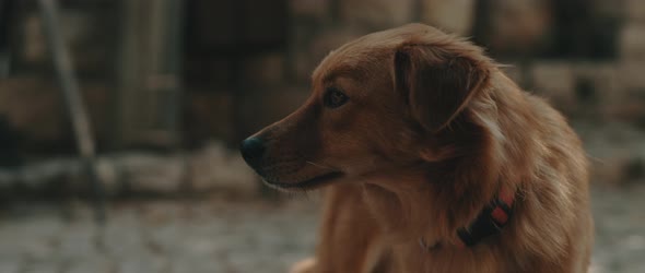 Close up of a curious golden retriever - labrador dog, in a park on a sunny day alt