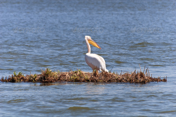 pelican in Danube Delta - Stock Photo - Images