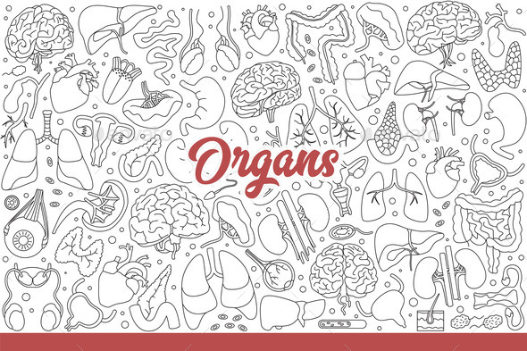 [DOWNLOAD]Human Organs to Study Anatomy and Physiology 