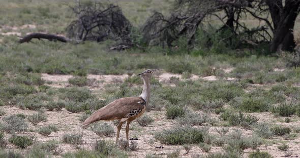 Kori Bustard in african bush, kalahari South Africa alt