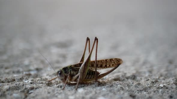 Macro Photography of a Small Grasshopper on a Gray Background