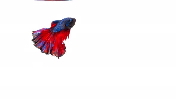 Siamese fighting fish (Betta splendens) alt