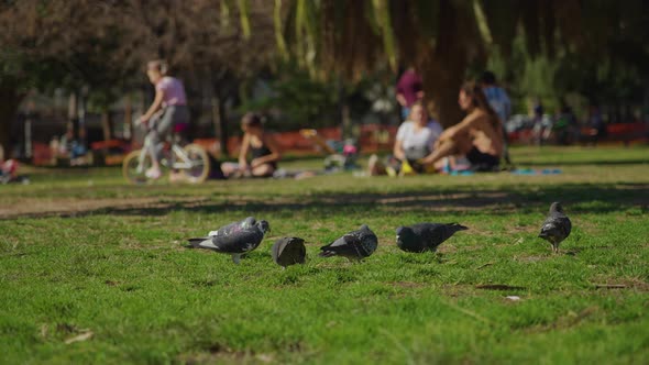 Pigeons fly out from the grass