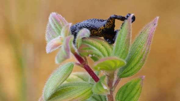 Roraima Black Frog - Roraima Bush Toad Jumped Out Of The Plants In The Plateau Of Mount Roraima In V alt