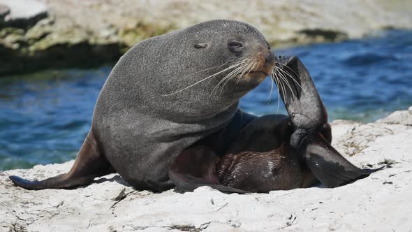 Fur sleep scratch itching using its hind flippers at Kaikoura, South Island alt