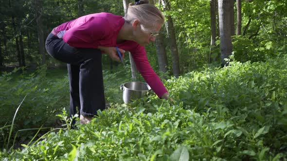 Mature, beautiful woman picking fresh, home grown arugula in a garden. The ultimate farm to table. S alt