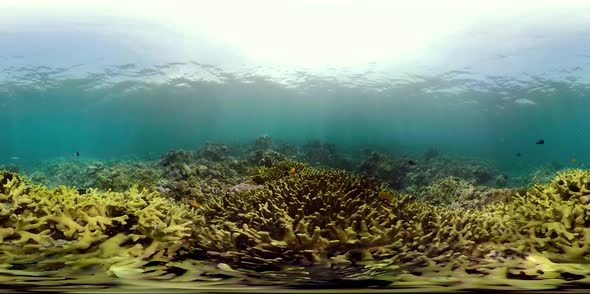 Coral Reef and Tropical Fish Vr360 alt
