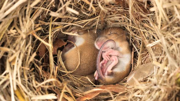 Cute baby mice sleeping in nest alt