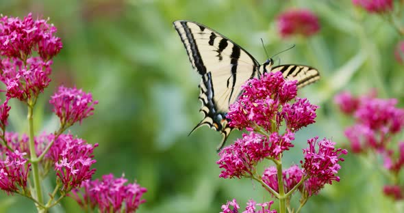 Butterfly feeding from flowers