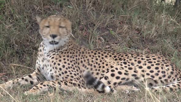 Cheetah resting on the savanna alt