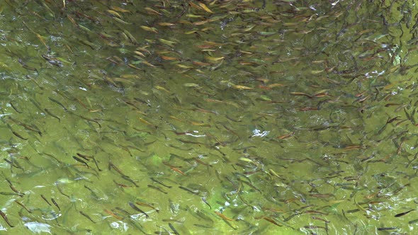 Fishing Strategy Of The Fish Swarm alt