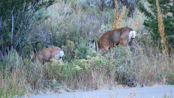 A skinng and sickly doe and fawn mule deer forage along a forest road alt