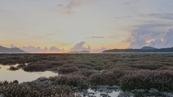 Coral Staghorn Field During Low Tide alt