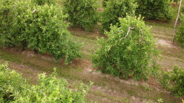 Apple Fruit Trees Agriculture alt