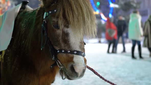 Cute Pony in the Evening on the Street Stands Under Falling Snow on the Christmas Market in Winter