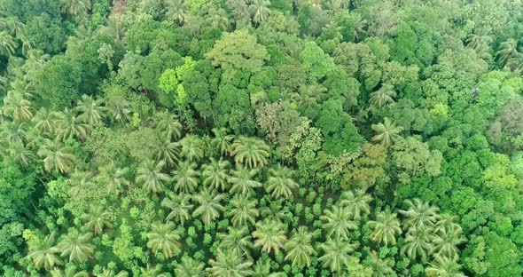 Drone Birdseye View Of A Lush Green Coconut Tree Plantation